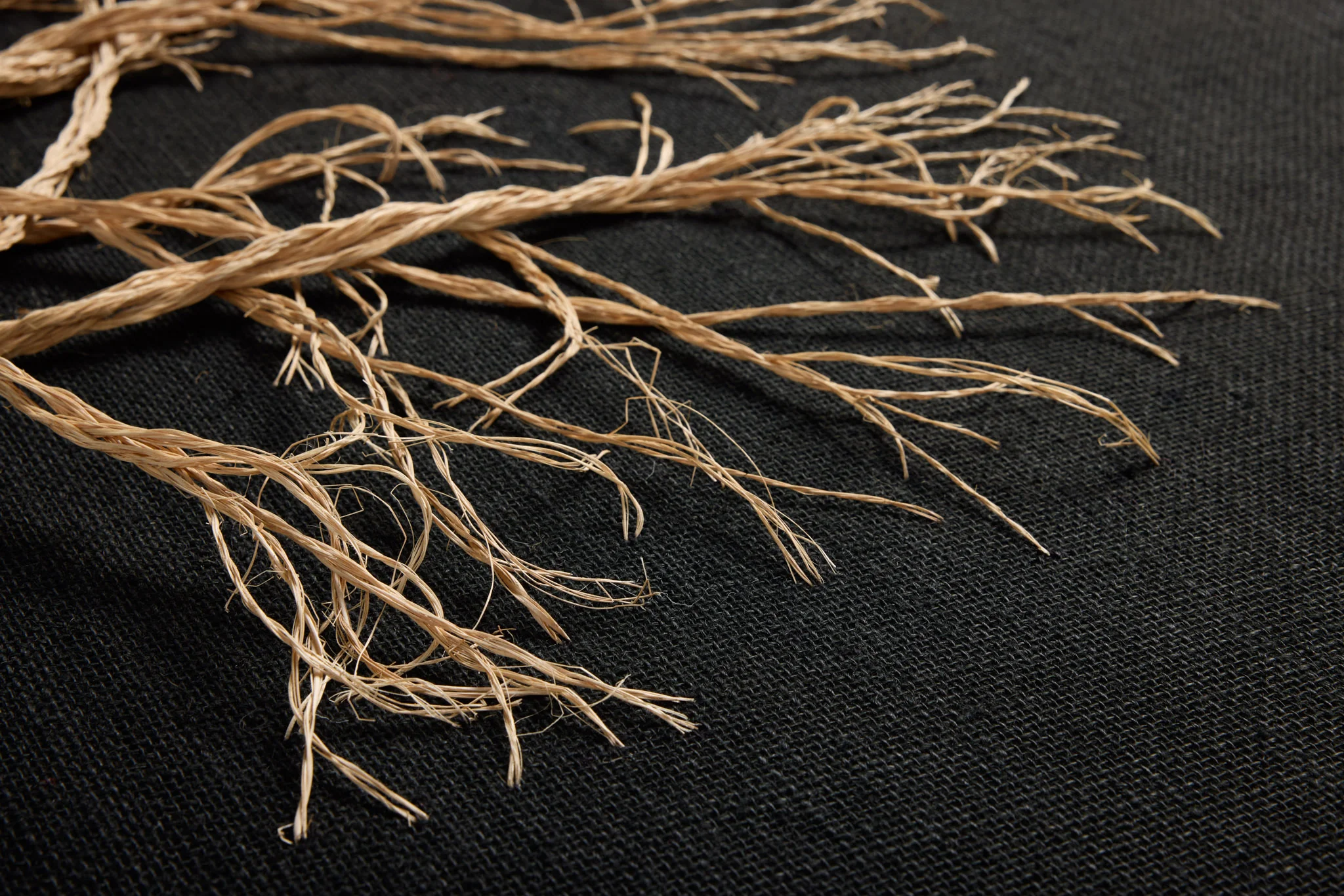 ROOTED - Image 3